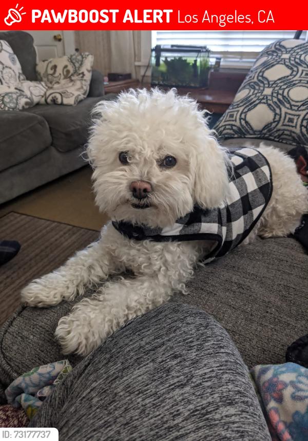 Lost Male Dog last seen Isabel, Los Angeles, CA 90065