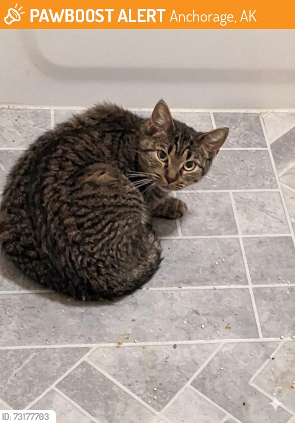 Found/Stray Female Cat last seen Thompson and Taylor, Anchorage, AK 99508