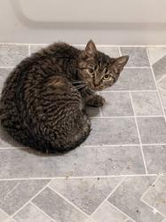 Found/Stray Female Cat last seen Thompson and Taylor, Anchorage, AK 99508