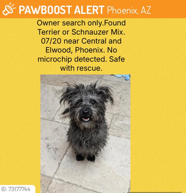 Found/Stray Unknown Dog last seen Central and Elwood, Phoenix, AZ 85041