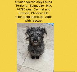 Found/Stray Unknown Dog last seen Central and Elwood, Phoenix, AZ 85041