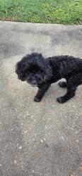 Reunited Male Dog last seen Brighton ests, Montgomery, AL 36104