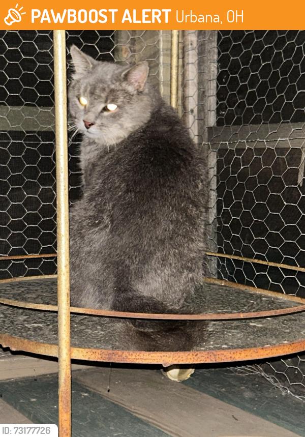 Found/Stray Unknown Cat last seen Near Scioto St, Urbana, OH 43078, Urbana, OH 43078