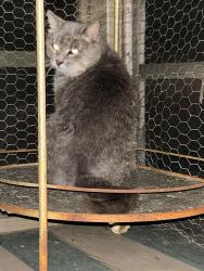 Found/Stray Unknown Cat last seen Near Scioto St, Urbana, OH 43078, Urbana, OH 43078