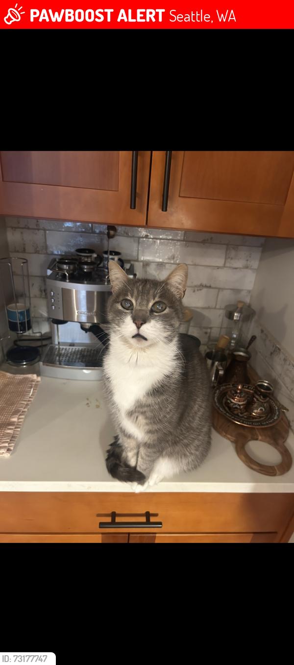 Lost Male Cat last seen Cascadia Elementary School, Seattle, WA 98103