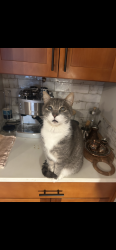 Lost Male Cat last seen Cascadia Elementary School, Seattle, WA 98103