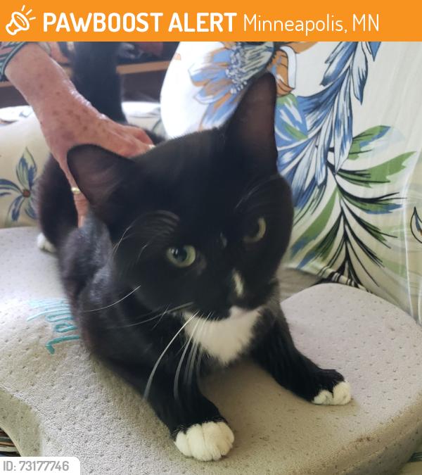 Found/Stray Male Cat last seen Cedar Lake Road, Minneapolis, MN 55405