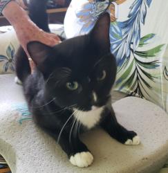 Found/Stray Male Cat last seen Cedar Lake Road, Minneapolis, MN 55405
