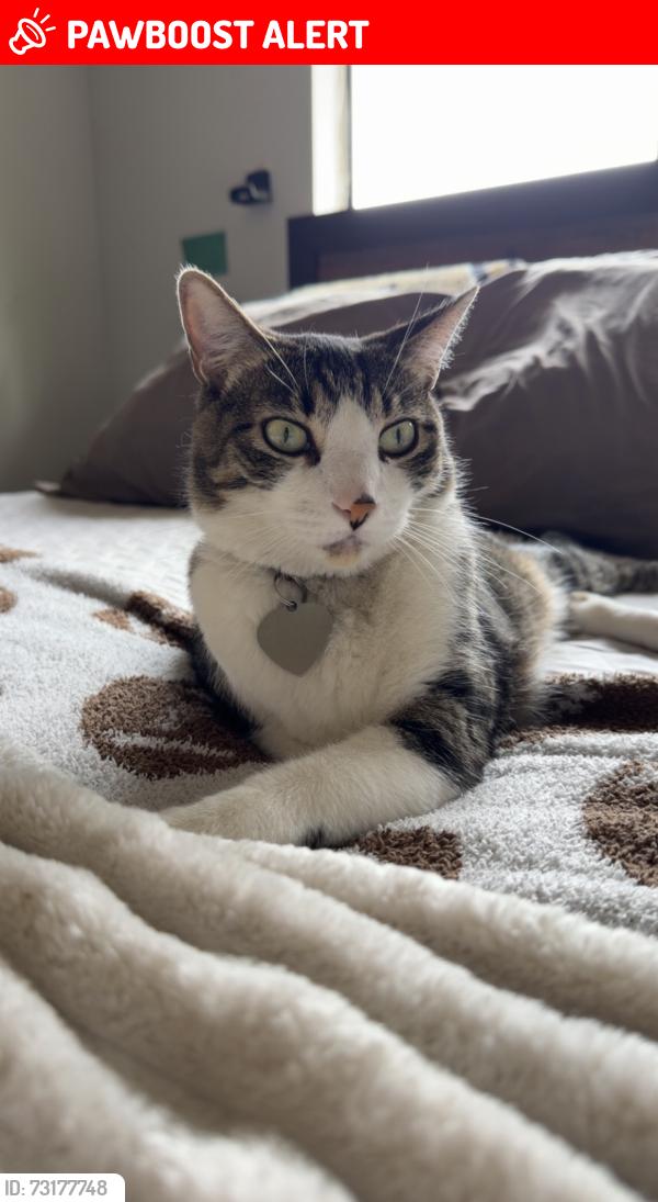 Lost Male Cat last seen Amethyst, Rancho Cucamonga, CA 91701