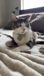 Lost Male Cat last seen Amethyst, Rancho Cucamonga, CA 91701