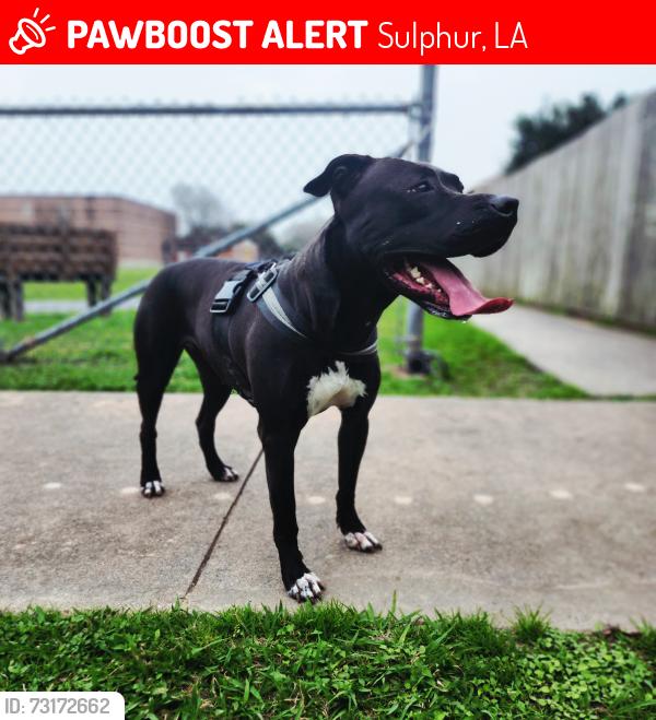 Lost Female Dog last seen HWY. I-10 and HWY. 108 Sulphur,Louisiana, Sulphur, LA 70663