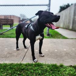 Lost Female Dog last seen HWY. I-10 and HWY. 108 Sulphur,Louisiana, Sulphur, LA 70663