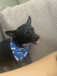 Lost Male Dog last seen Steinbeck dr, Las Vegas, NV 89115