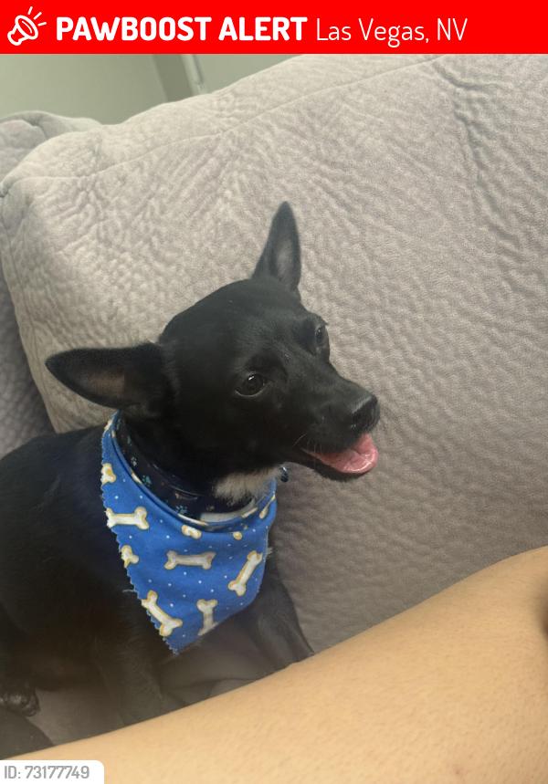 Lost Male Dog last seen Steinbeck dr, Las Vegas, NV 89115