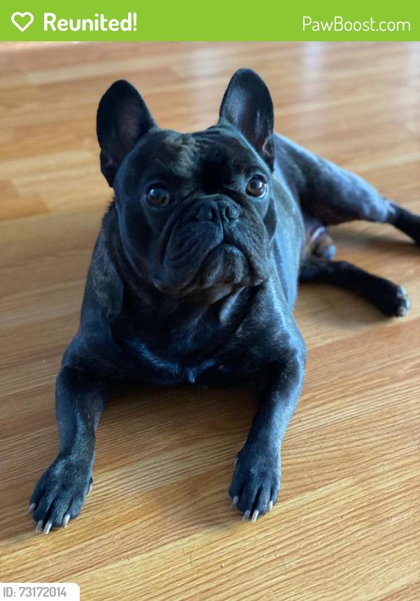 Reunited Male Dog last seen harvard pl and 8th street, Gilroy, CA 95020