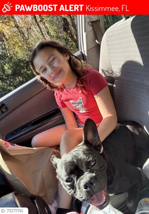 Lost Female Dog last seen Osceola parkway, Kissimmee, FL 34743