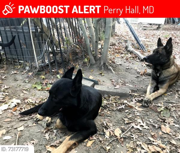 Lost Male Dog last seen Bel Air road & silver spring Rd, Perry Hall, MD 21236