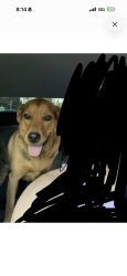 Lost Male Dog last seen Near chestnut st, Chico, CA 95928