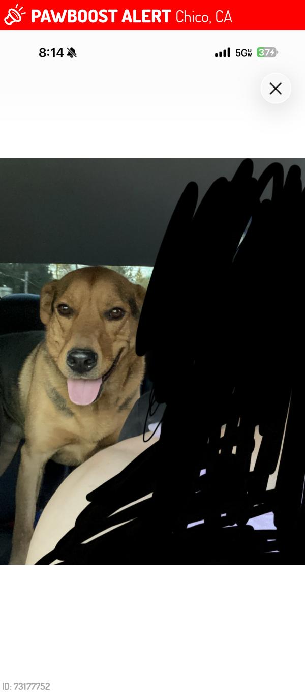 Lost Male Dog last seen Near chestnut st, Chico, CA 95928