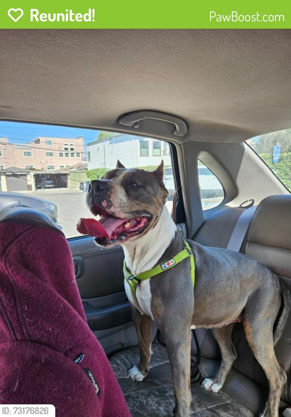 Reunited Female Dog last seen Pacific Ave, Marina del Rey, CA 90292