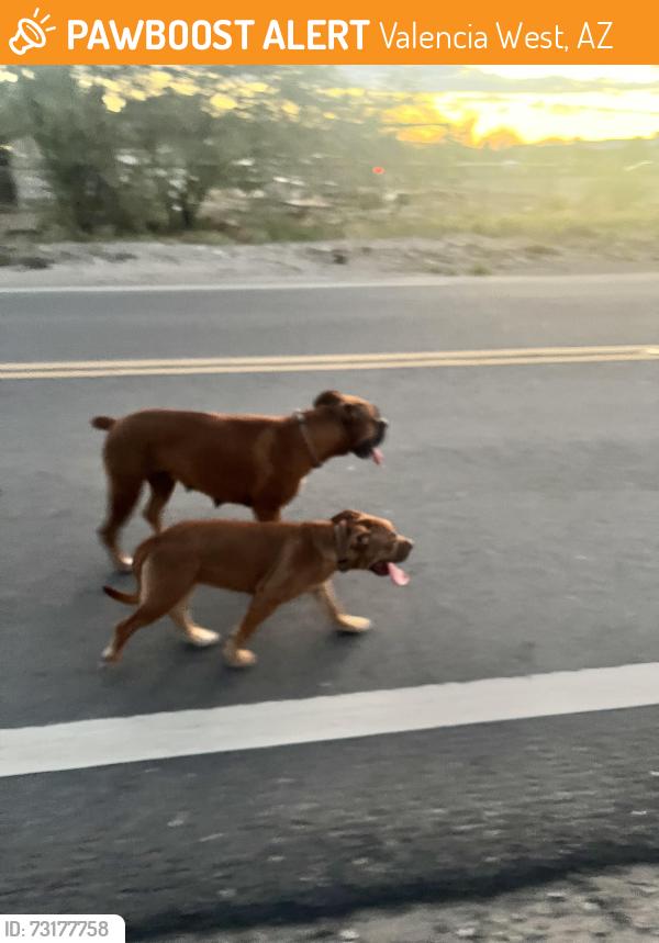 Found/Stray Female Dog last seen S Sunset Blvd and W Montana Street, Valencia West, AZ 85757
