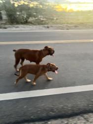Found/Stray Female Dog last seen S Sunset Blvd and W Montana Street, Valencia West, AZ 85757