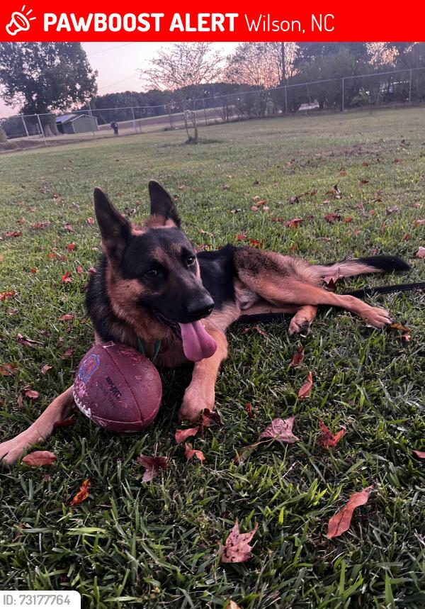 Lost Male Dog last seen Ward Blvd Wilson Nc, Wilson, NC 27893