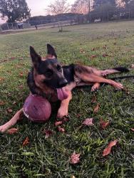 Lost Male Dog last seen Ward Blvd Wilson Nc, Wilson, NC 27893