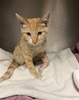 Shelter Stray Female Cat last seen , 14409 Vanowen St, Van Nuys, CA 91405, USA