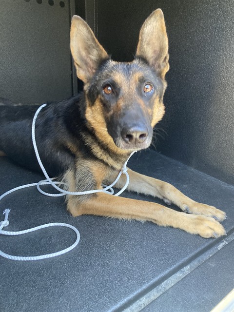 Shelter Stray Female Dog last seen Near BLOCK E WILLOW ST, SIGNAL HILL CA, 90755, 7700 E Spring St, Long Beach, CA 90815, USA