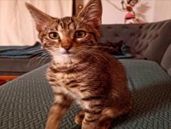 Shelter Stray Female Cat last seen , 3201 Lacy St, Los Angeles, CA 90031, USA