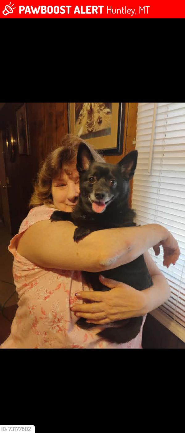 Lost Male Dog last seen North 3rd road Huntley mt, Huntley, MT 59037