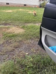 Reunited Male Cat last seen Henrietta Dr, Knoxville, TN 37912