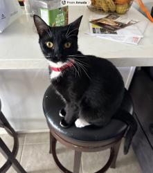 Lost Female Cat last seen Near SW 56th Street, Miami, FL 33175