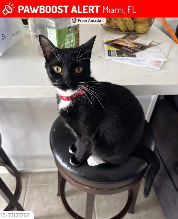Lost Female Cat last seen Near SW 56th Street, Miami, FL 33175