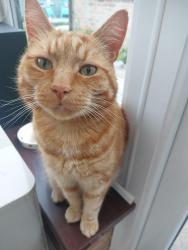 Reunited Male Cat last seen Fairview Ave Weston Crewe, Weston, England CW2 5LX