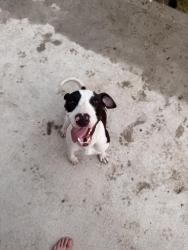 Found/Stray Female Dog last seen Enchanted drive, Henderson County, TX 75156