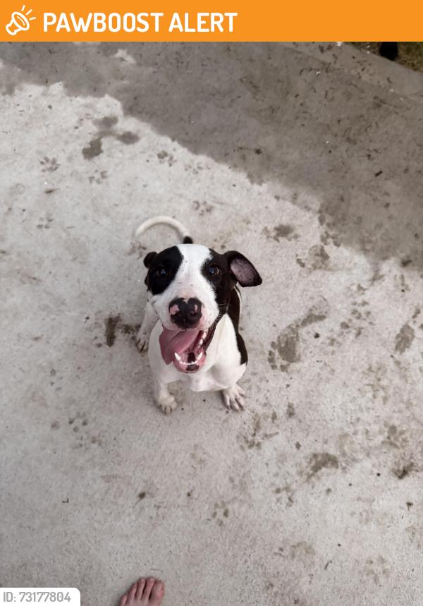 Found/Stray Female Dog last seen Enchanted drive, Henderson County, TX 75156