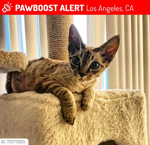 Lost Male Cat last seen Pacific and hurricane, Los Angeles, CA 90292