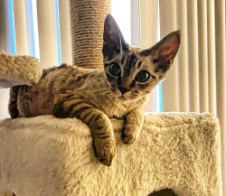 Lost Male Cat last seen Pacific and hurricane, Los Angeles, CA 90292