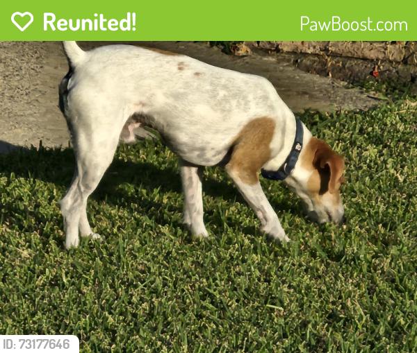 Reunited Male Dog last seen Excelsior and Escalona, La Mirada, CA 90638