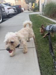 Found/Stray Male Dog last seen Adam’s Grove, Rialto, CA 92376