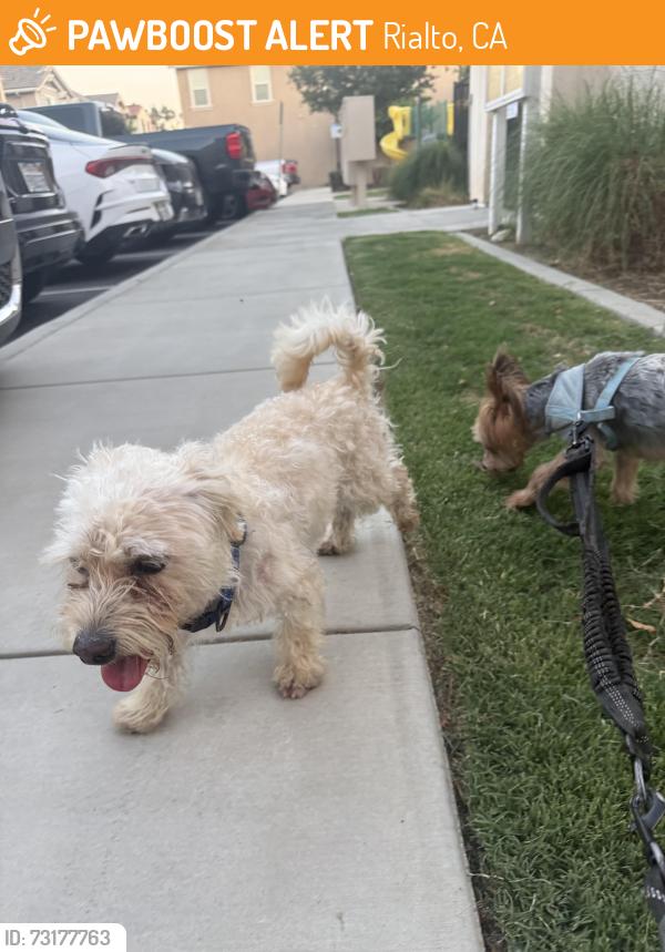 Found/Stray Male Dog last seen Adam’s Grove, Rialto, CA 92376
