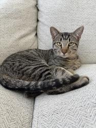 Reunited Male Cat last seen Near Gaylord St, Thornton, CO 80241, USA, Thornton, CO 80241