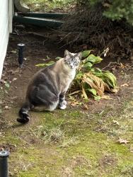 Reunited Male Cat last seen Patrina Dr. & Rawlinson, Boise, ID 83713