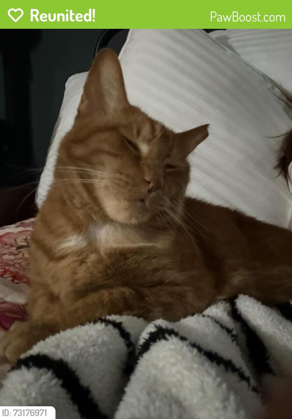 Reunited Male Cat last seen Jacobs reserve, Conroe, TX 77384