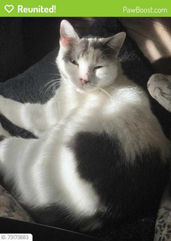 Reunited Male Cat last seen Breezeway Dr, Apopka, FL 32712, USA, Apopka, FL 32712