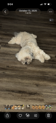 Lost Male Dog last seen Jackson street, Altamonte Springs, FL 32701