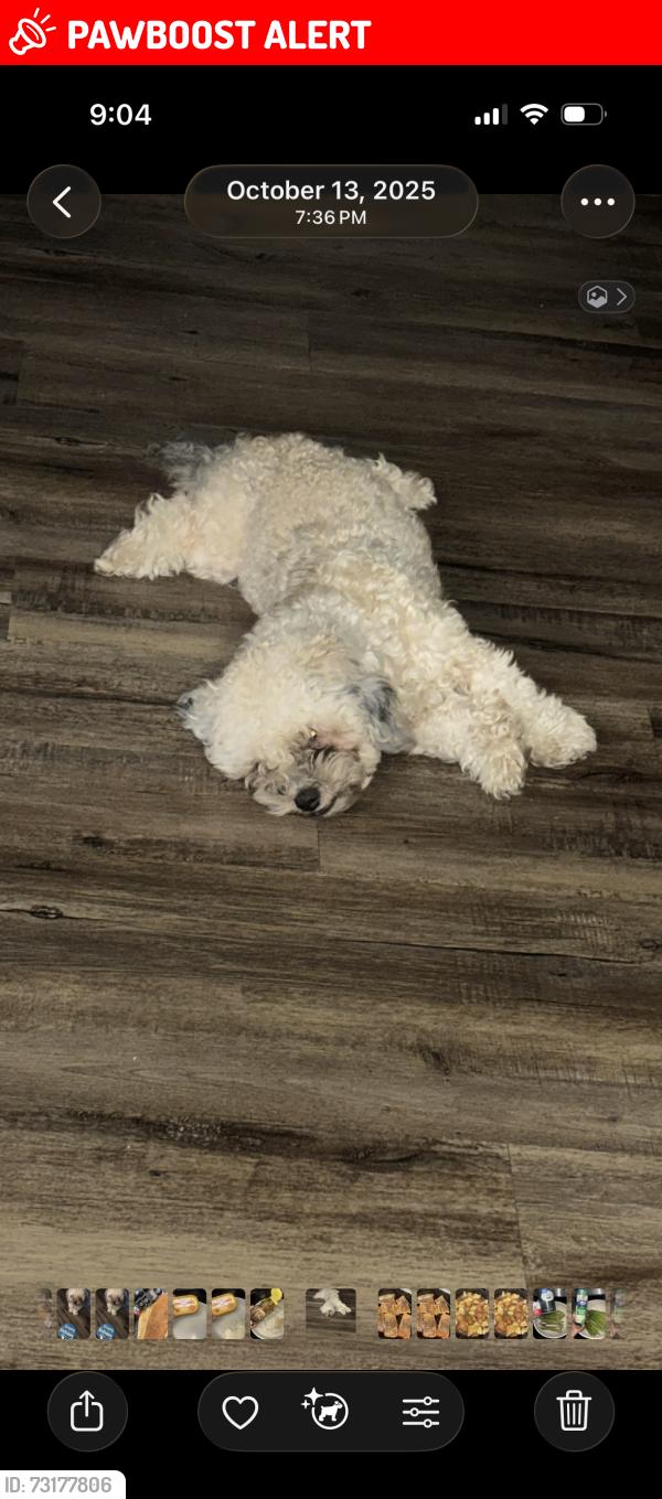 Lost Male Dog last seen Jackson street, Altamonte Springs, FL 32701