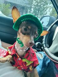 Lost Female Dog last seen Nuevo leon., Ciudad Santa Catarina, N.L. 66367